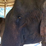 Elephant, Green Hill Valley, Kalaw, Myanmar