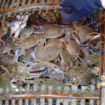 Les crabes bleus, Kep, Cambodge