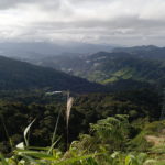 Tea plantations, Cameron Highlands, Malaisie