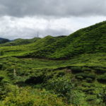 Tea plantations, Cameron Highlands, Malaisie