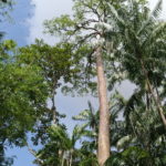 Jardin botanique, Singapour