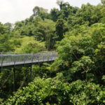 Forest walk, Mount Faber Park, Singapour