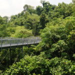 Forest walk, Mount Faber Park, Singapour