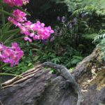 Orchidées et varan, Jardin botanique, Singapour
