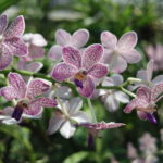 Orchidée sur les klongs, Bangkok, Thaïlande