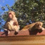 Singes du Mont Popa, Myanmar