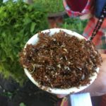 Fourmis rouges au Mingalar market, Nyaungshwe, Myanmar