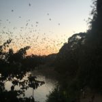 Les chauve-souris de la Bats Cave, Hpa-An, Myanmar