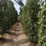 Sothy's Pepper farm, Kep, Cambodge