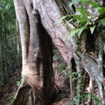 Arbre dans le parc national, Kep, Cambodge