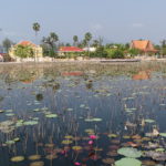 Bassin de lotus, Kampot, Cambodge