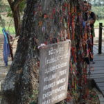 Arbre de la mot, Phnom Penh, Cambodge