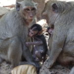 Singes, Angkor, Cambodge