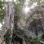 Ta Phrom, Angkor, Cambodge