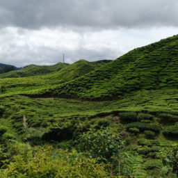 Tea time à Cameron Highlands