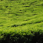 Tea plantations, Cameron Highlands, Malaisie