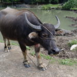 Buffle, Ninh Binh, Vietnam