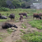 Buffles, Ninh Binh, Vietnam