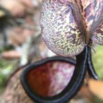 Nepenthes, Cameron Highlands, Malaisie