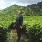 Tea plantations, Cameron Highlands, Malaisie