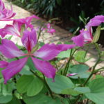 Fleurs, Jakarta, Indonésie