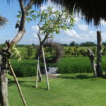 Dégustation de thés et cafés, Bali, Indonésie