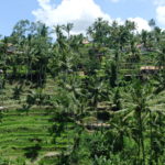 Rizières en terrasses, Ubud, Bali