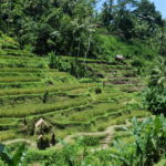 Rizières en terrasses, Ubud, Bali