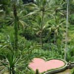 Rizières en terrasses, Ubud, Bali