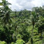 Rizières en terrasses, Ubud, Bali